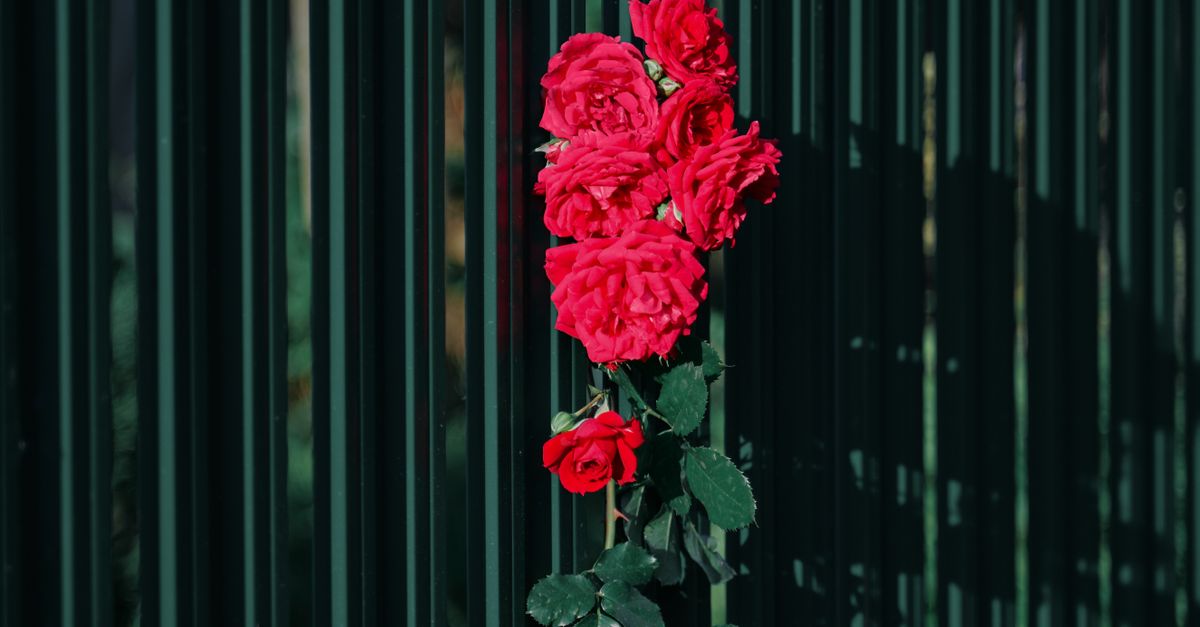 Colorbond Fencing as a Barrier to Unwanted Sound Disturbances