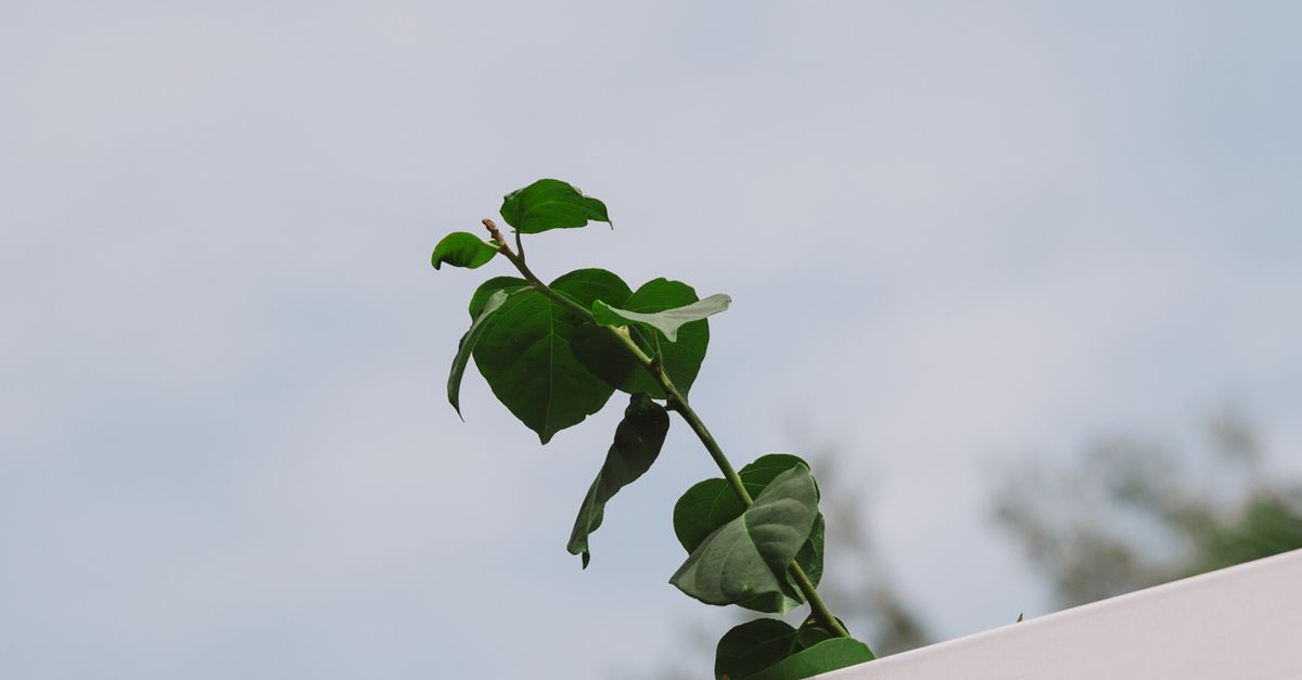 How to Handle Colourbond Fencing Wind Damage